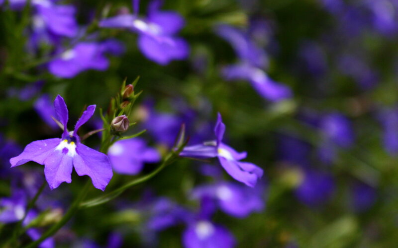 purple flowers in a garden