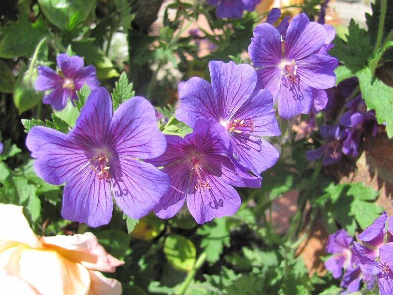purple flowers in a garden