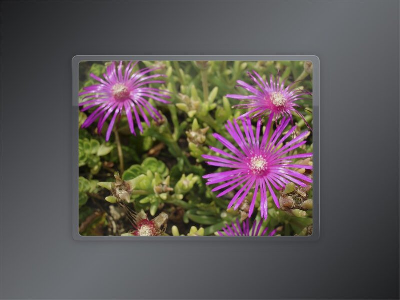 purple flowers in a garden