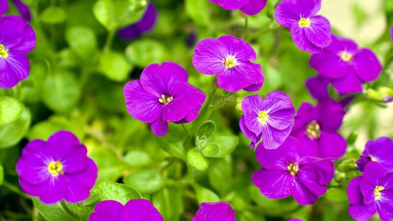 purple flowers in a garden