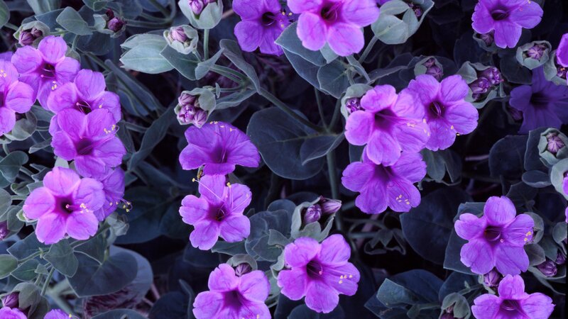 purple flowers in a garden
