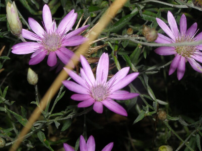 purple flowers in a garden