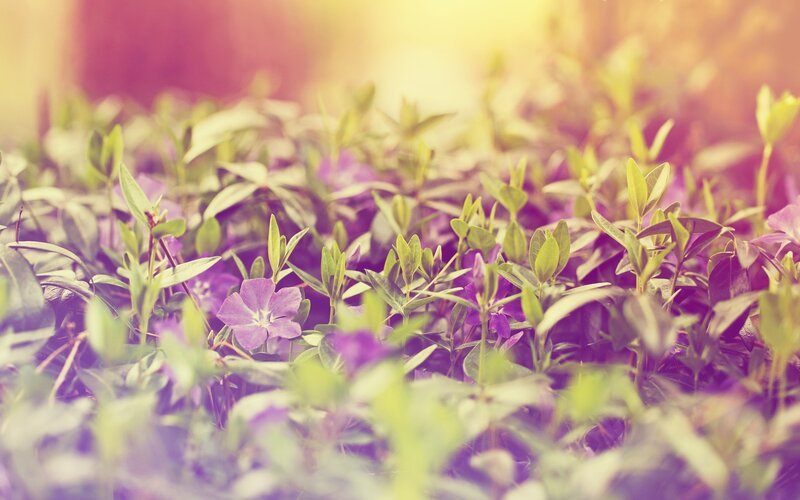 purple flowers in a garden