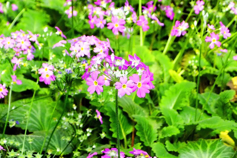 purple flowers in a garden