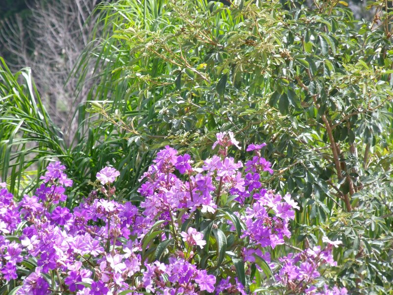 purple flowers in a garden