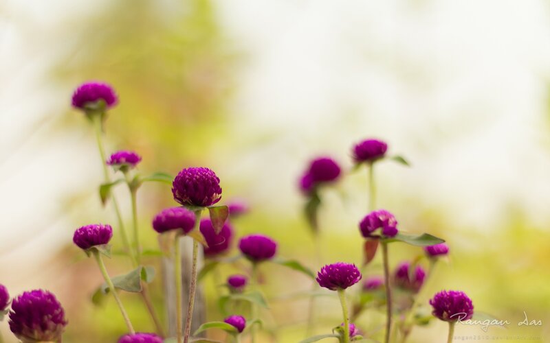 Purple flowers in a garden