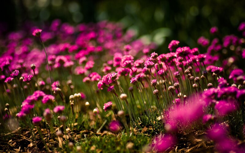 purple flowers in a garden