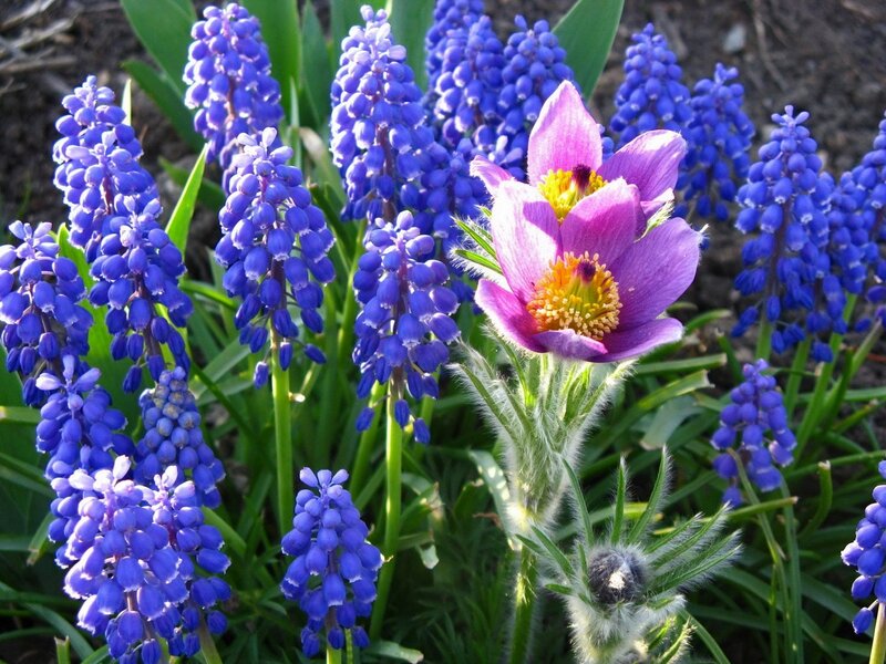 Purple flowers in a garden