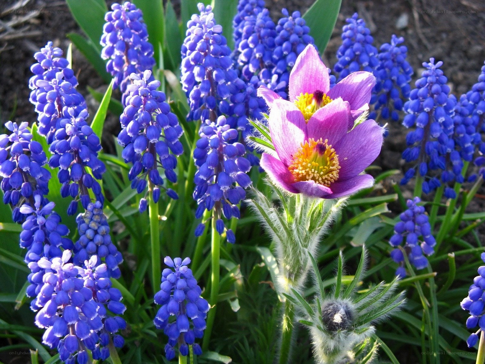 Purple flowers in a garden