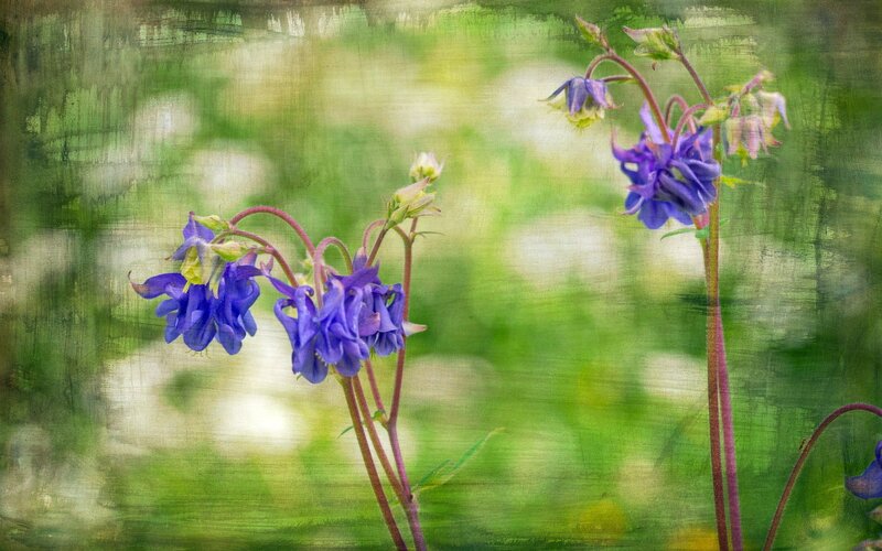 Purple flowers in a garden