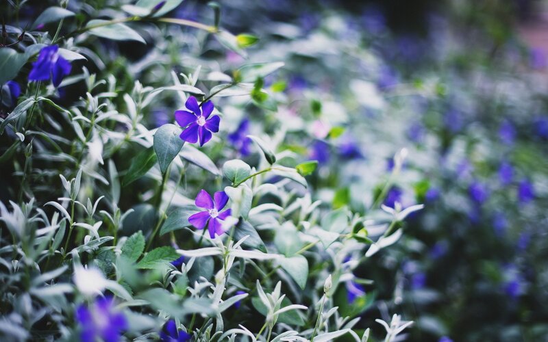 purple flowers in a garden
