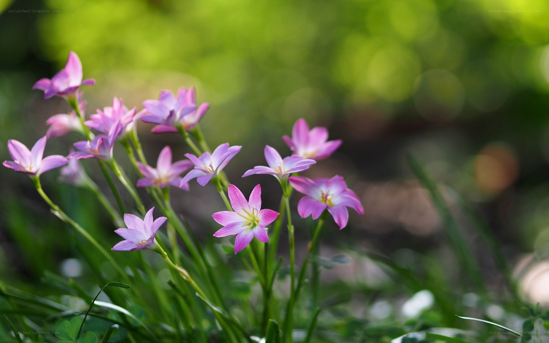 Purple flowers in a garden