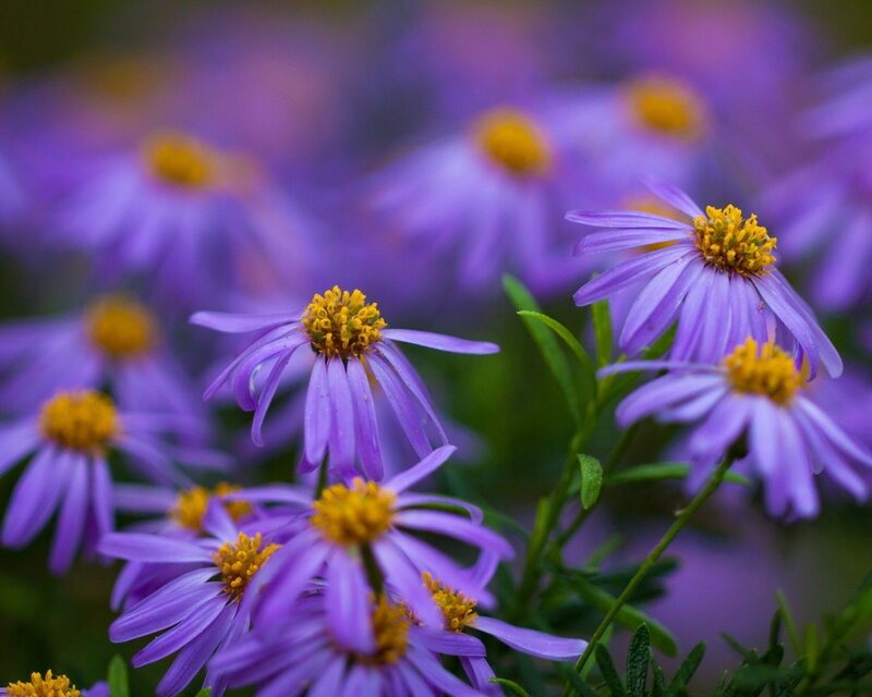 Purple flowers in a garden