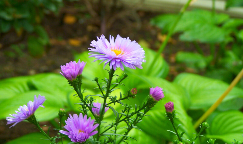 Purple flowers in a garden