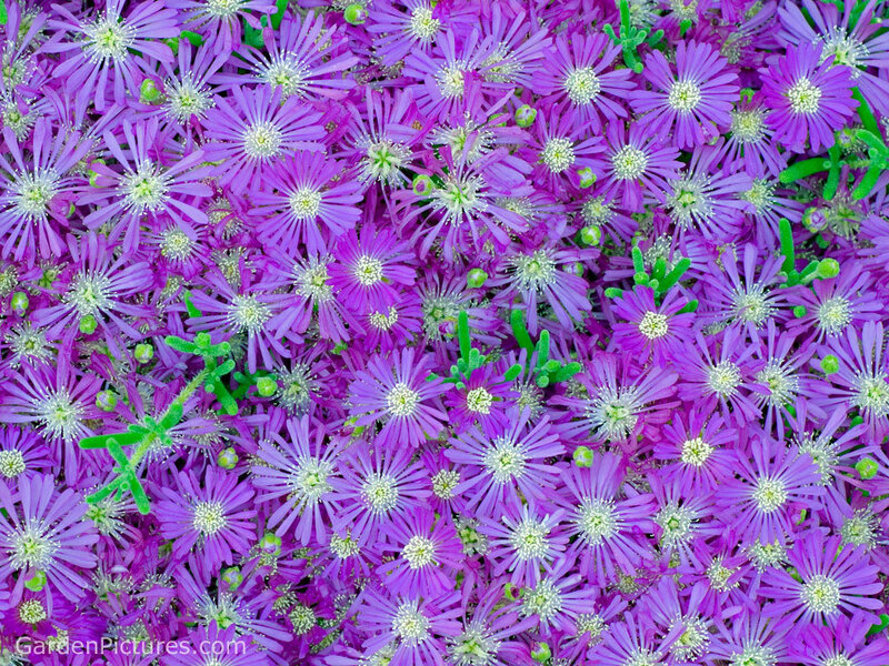 purple flowers in a garden