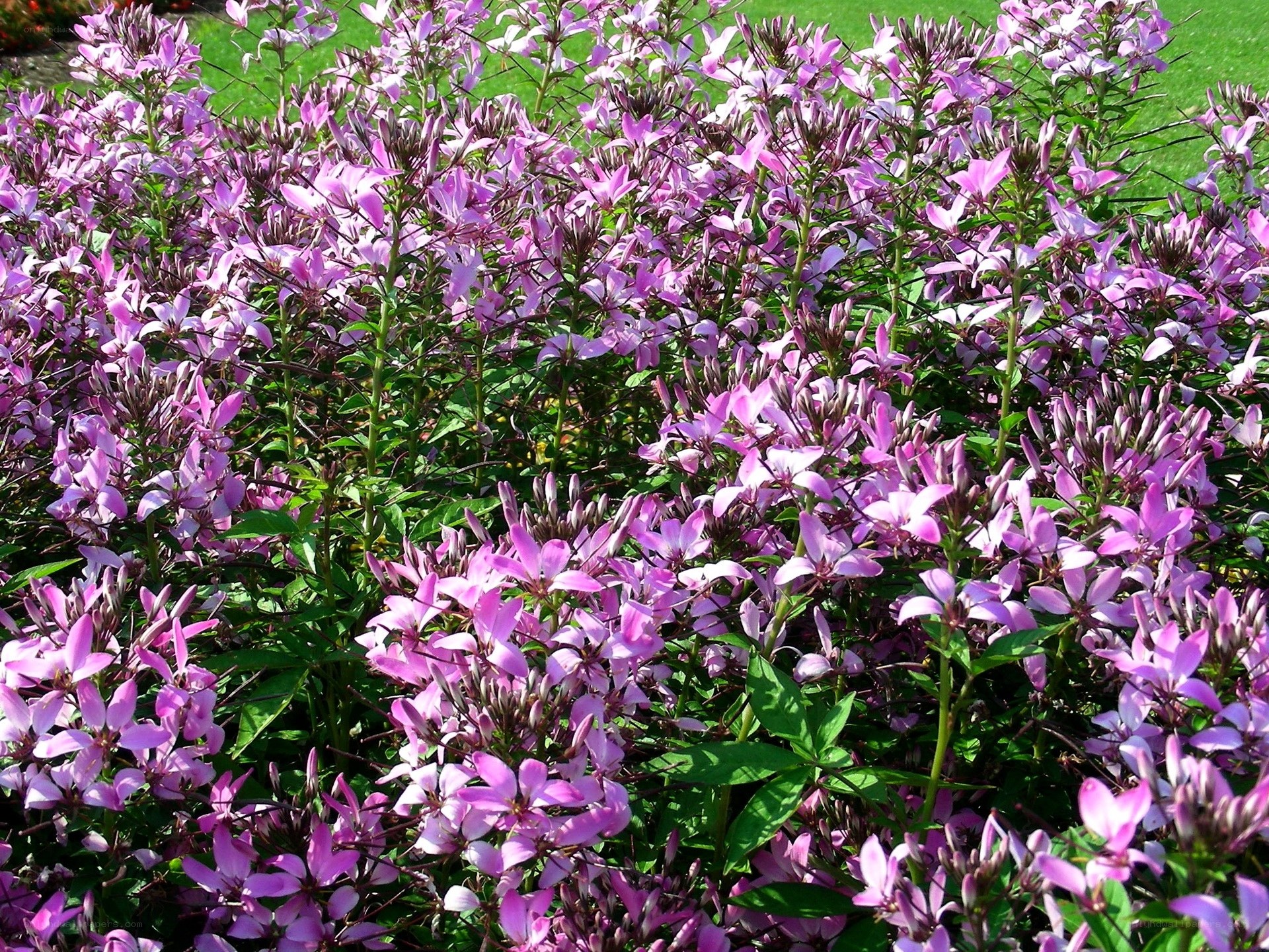 purple flowers in a garden
