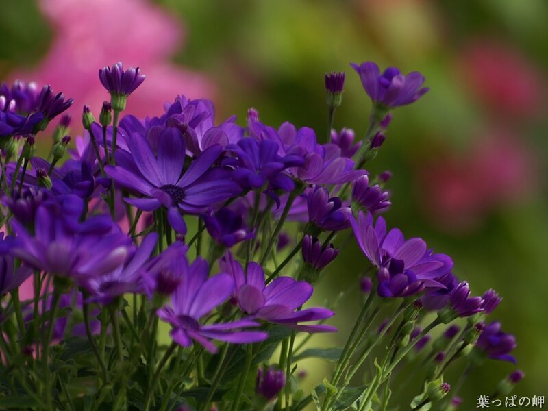 Purple flowers in a garden