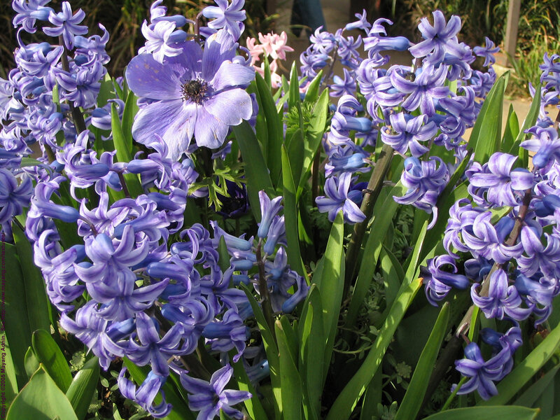 purple flowers in a garden