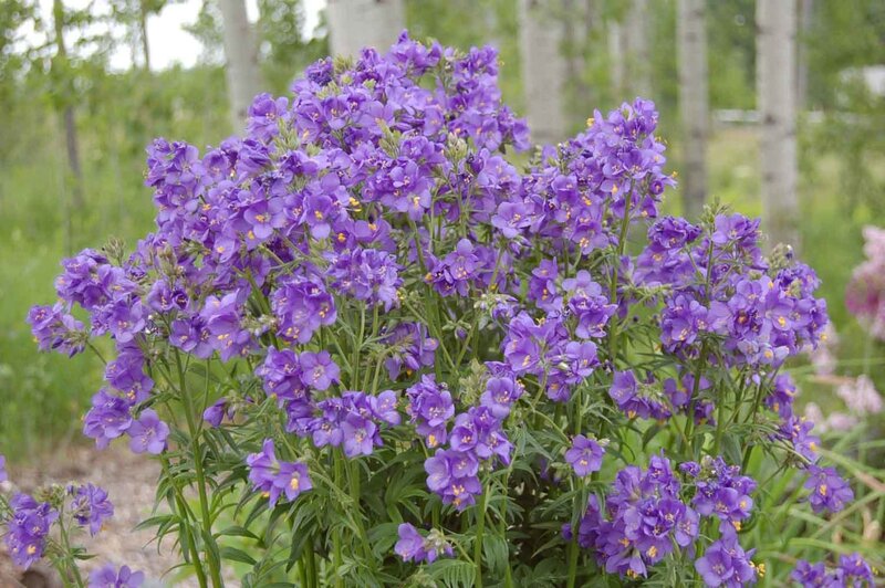 purple flowers in a garden