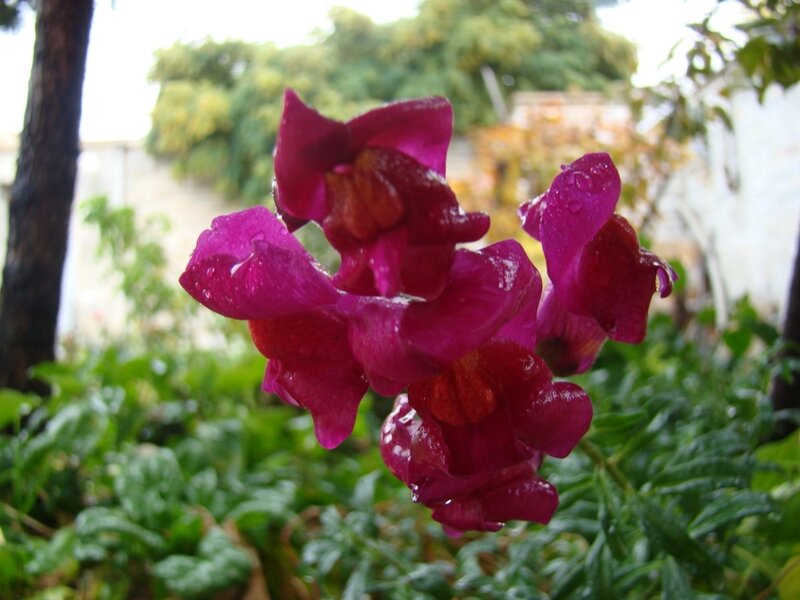 Purple flowers in a garden