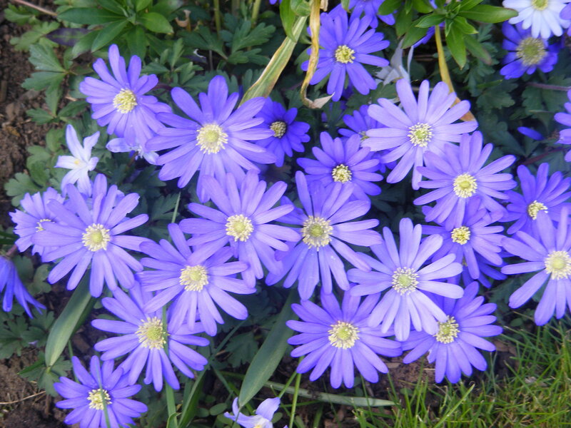 purple flowers in a garden