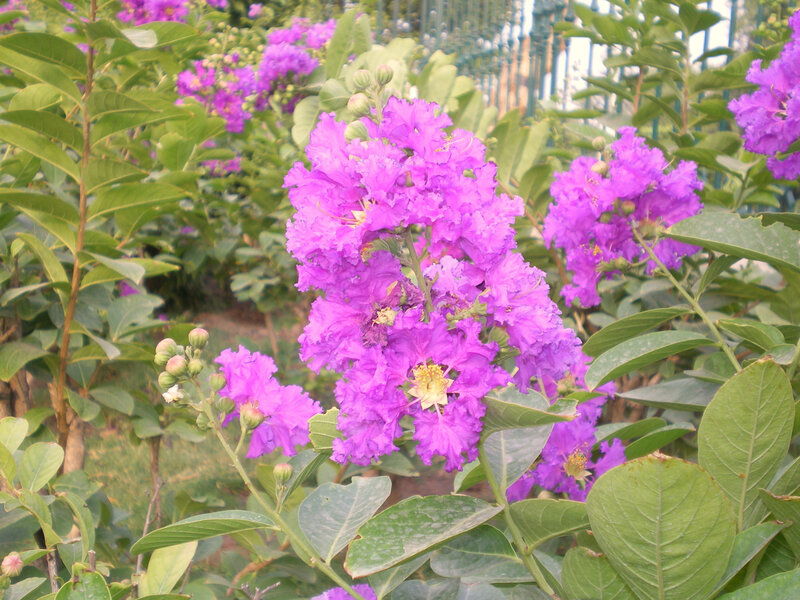 purple flowers in a garden