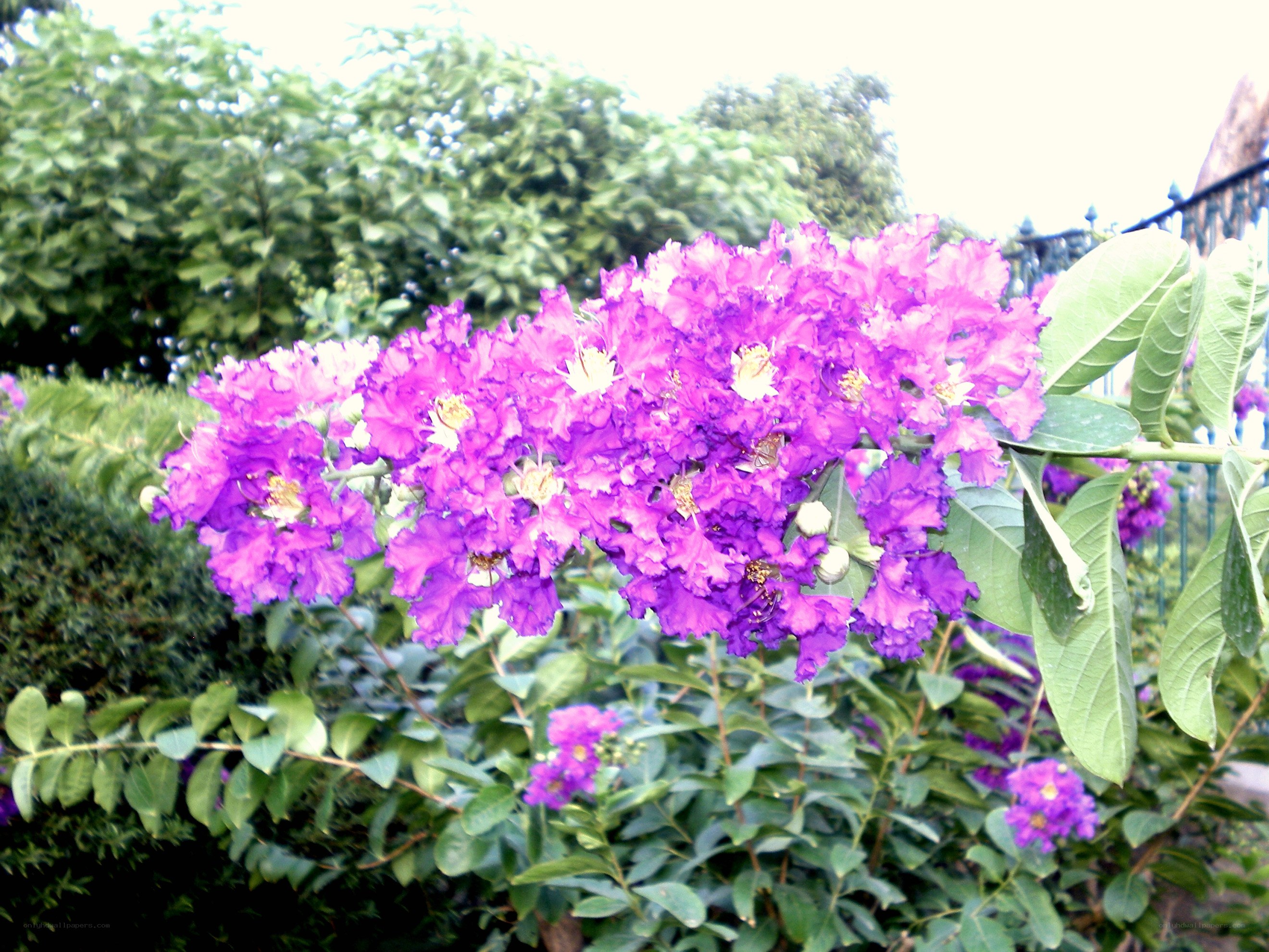 purple flowers in a garden