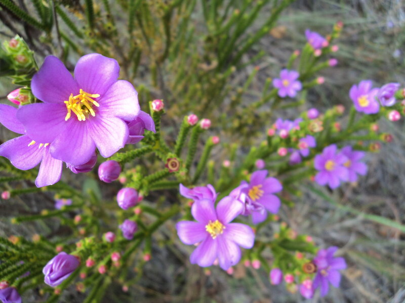 purple flowers in a garden