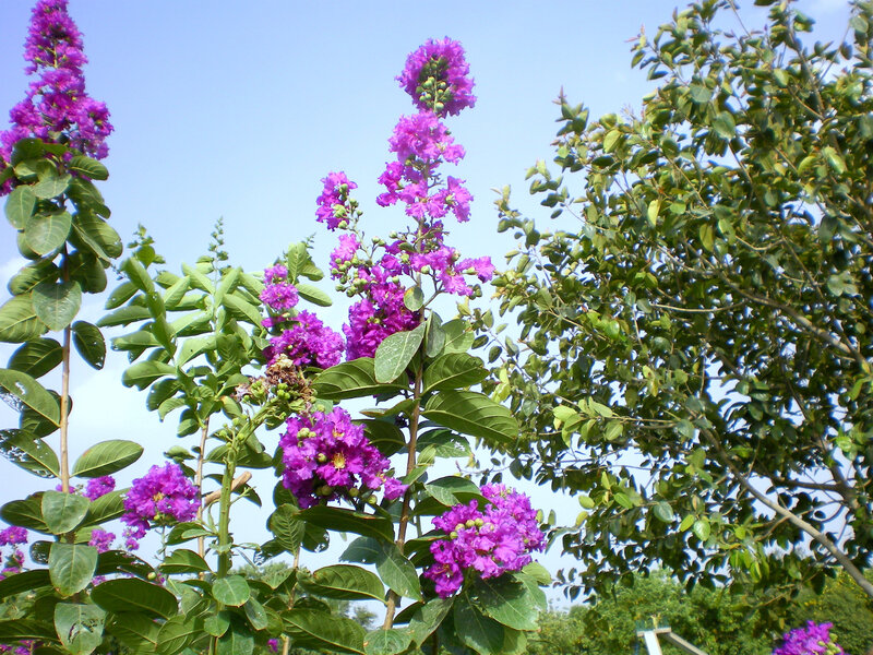 Purple flowers in a garden