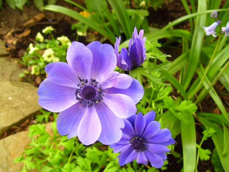 purple flowers in a garden