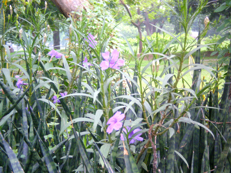 purple flowers in a garden