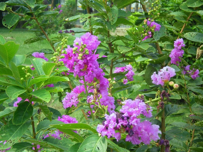 purple flowers in a garden