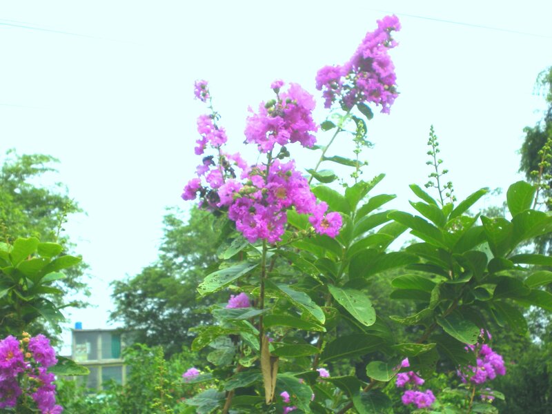 purple flowers in a garden