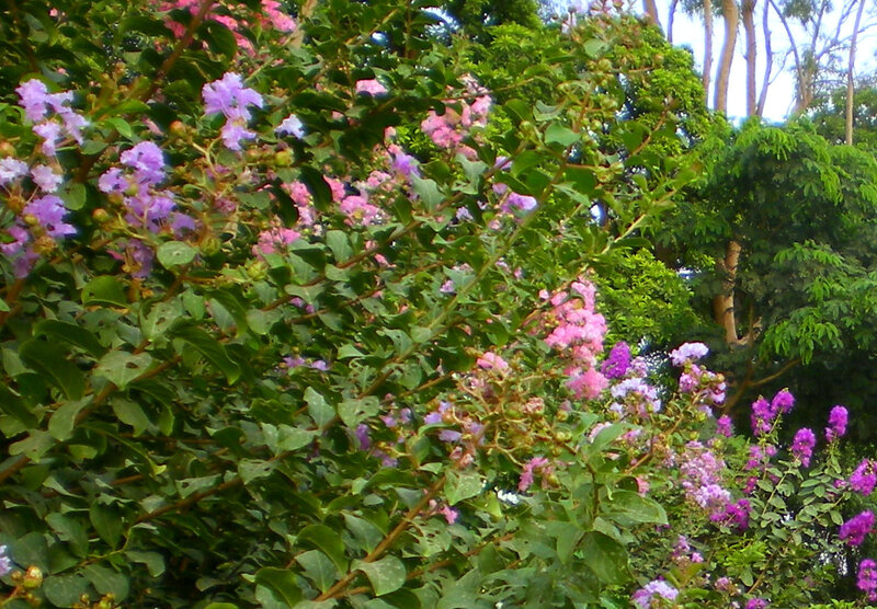 purple flowers in a garden