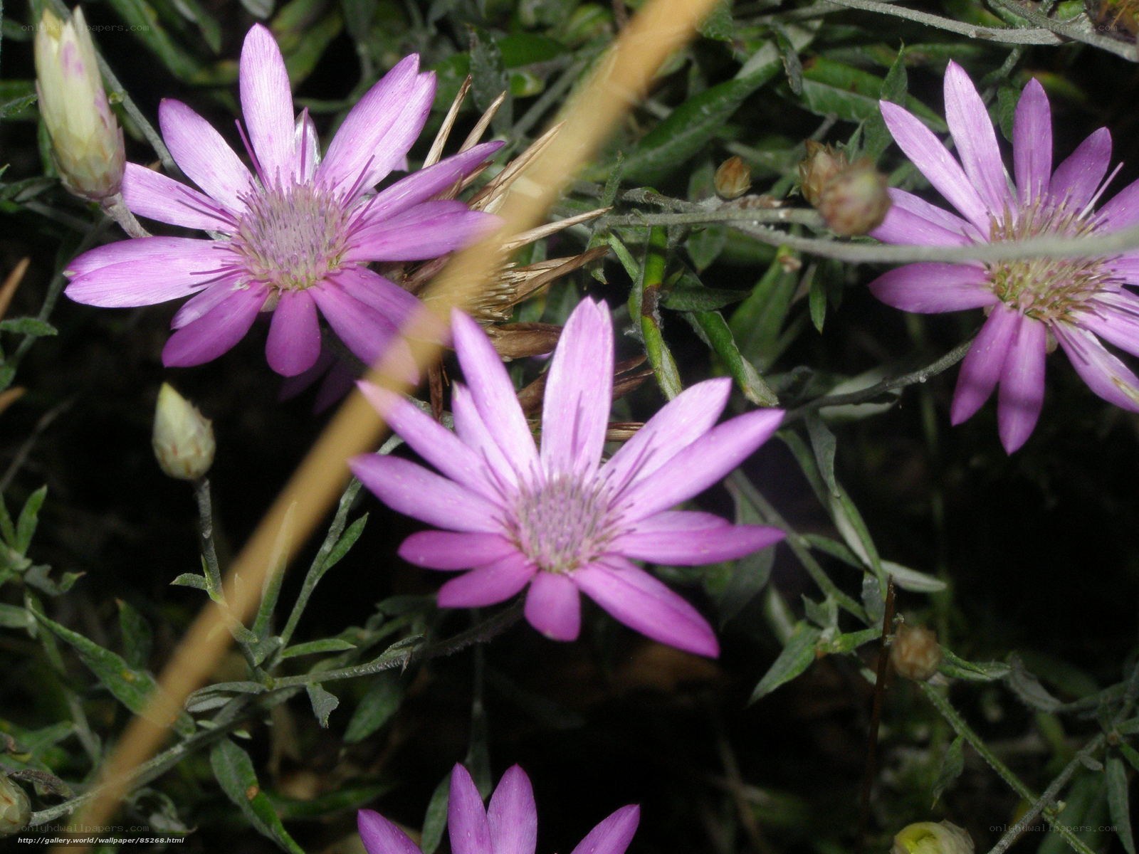 purple flowers in a garden