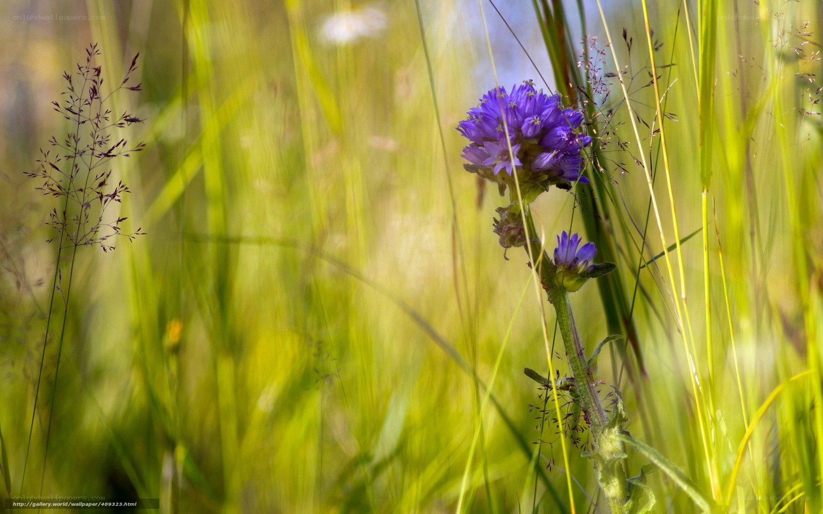Purple flowers in a grassy field