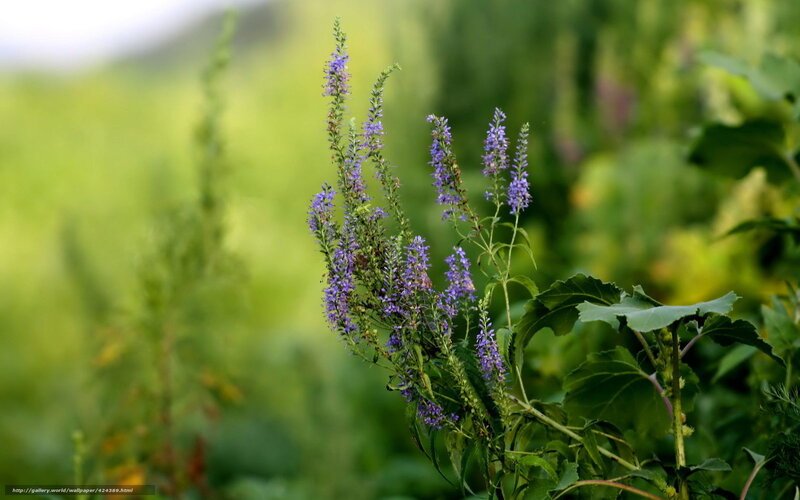 Purple flowers in a green field