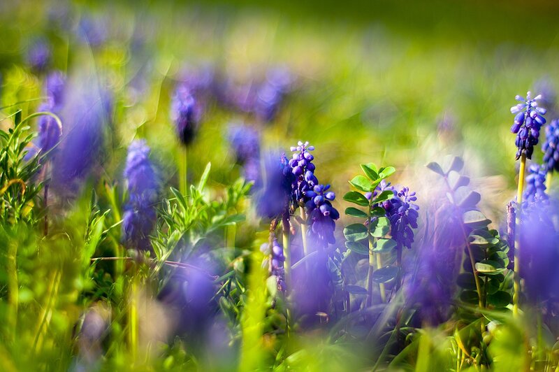 Purple flowers in a green field