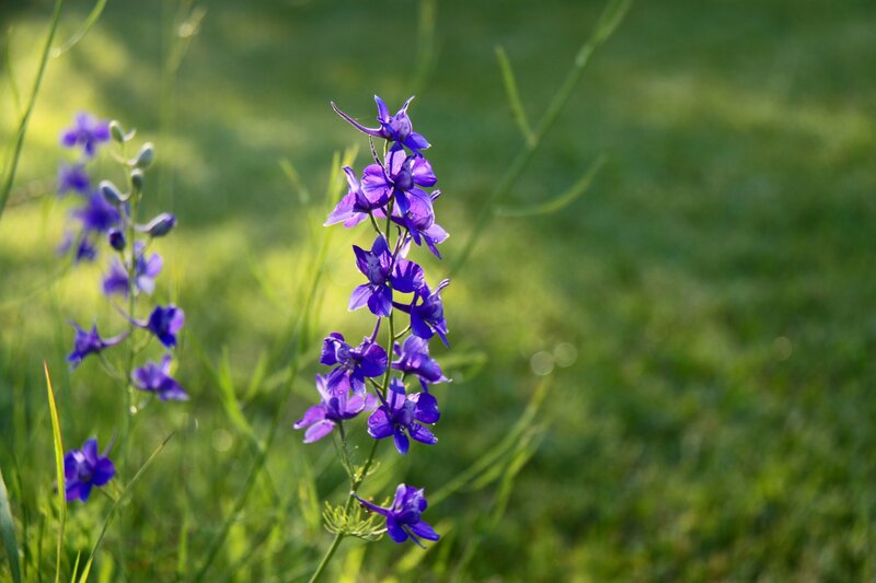 Purple flowers in a green field