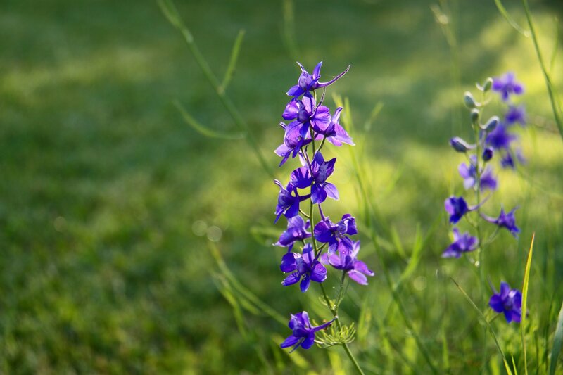 Purple flowers in a green field