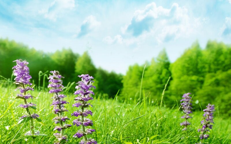 Purple flowers in a green field