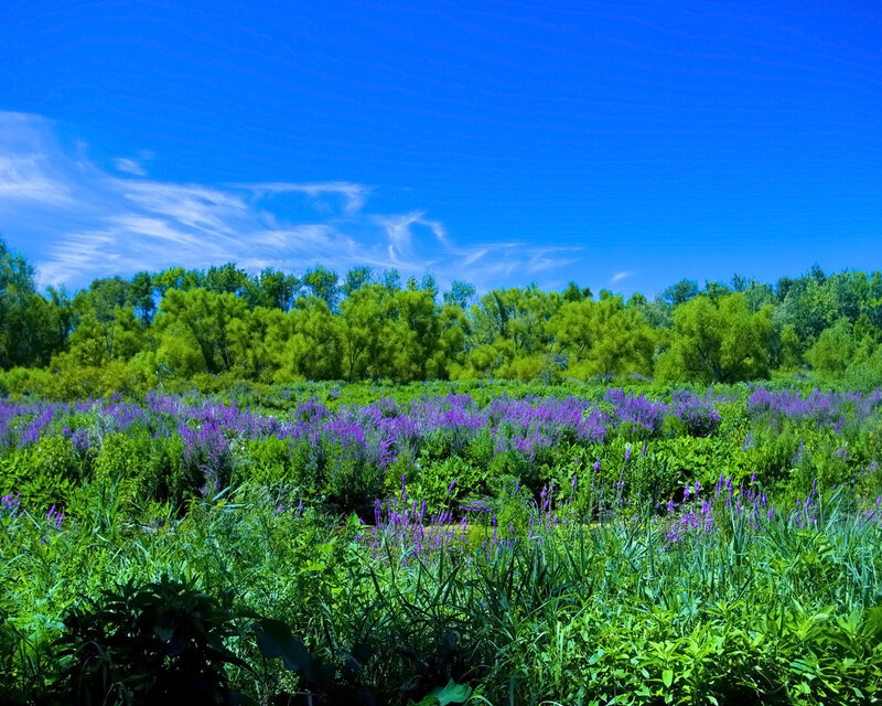 Purple flowers in a green field