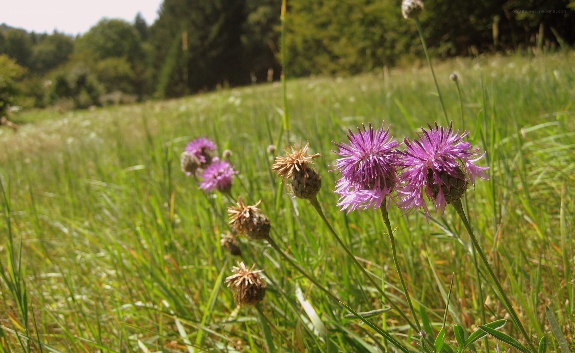 Purple flowers in a green field