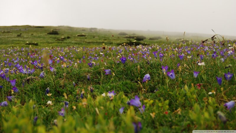 purple flowers in a meadow