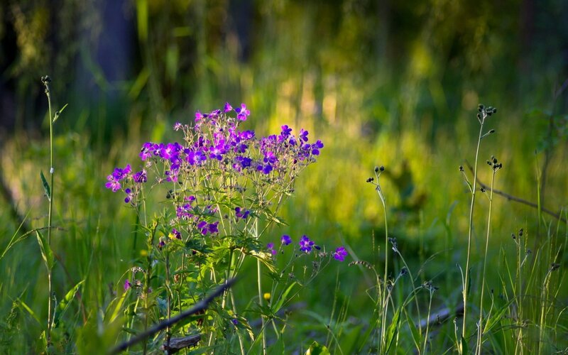 purple flowers in a meadow