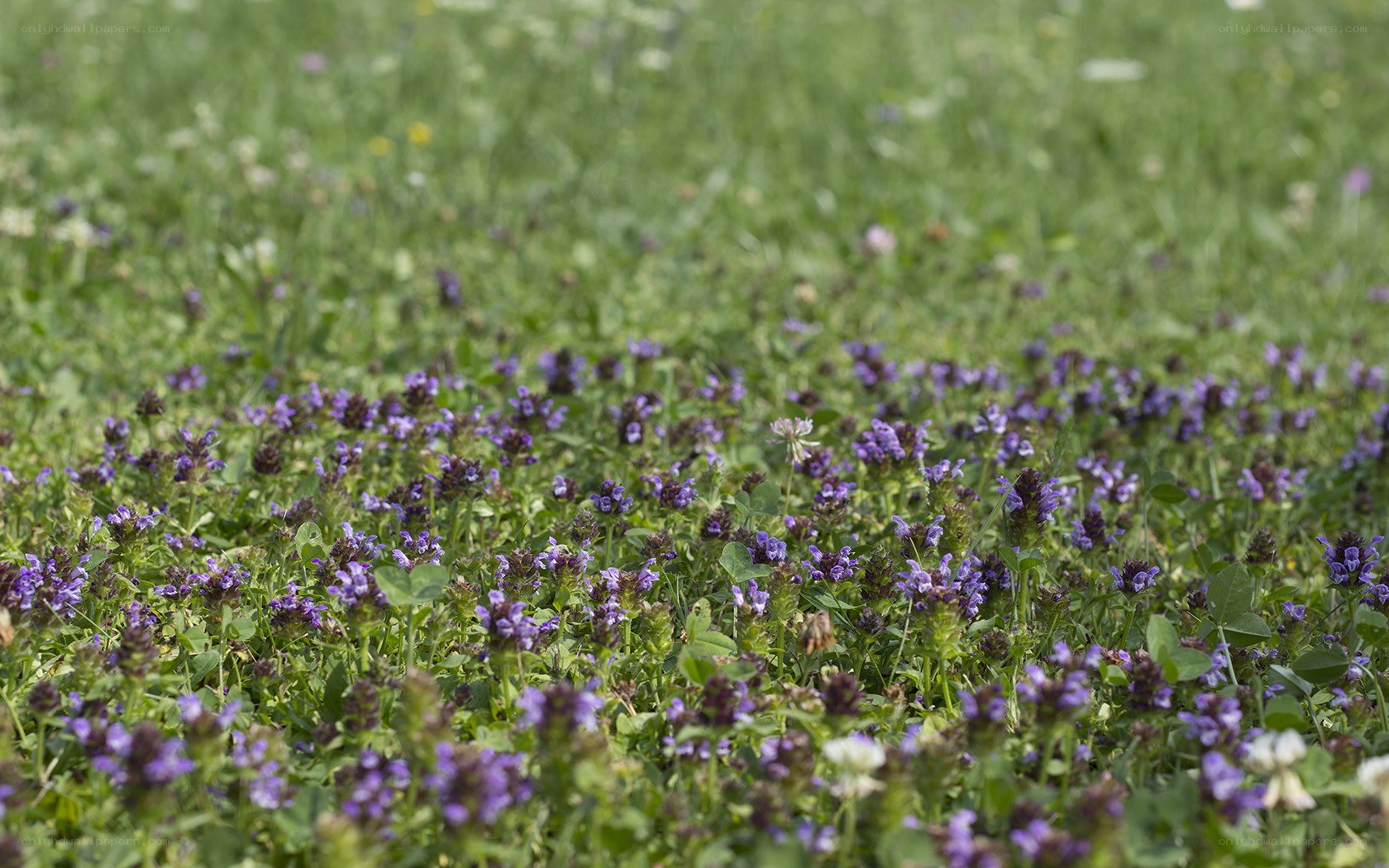purple flowers in a meadow