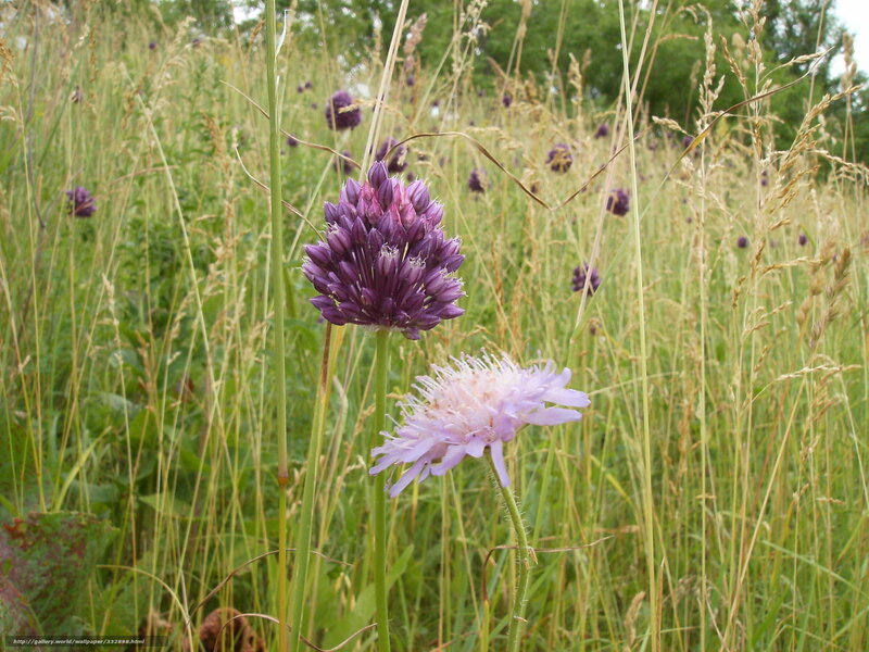Purple flowers in a meadow