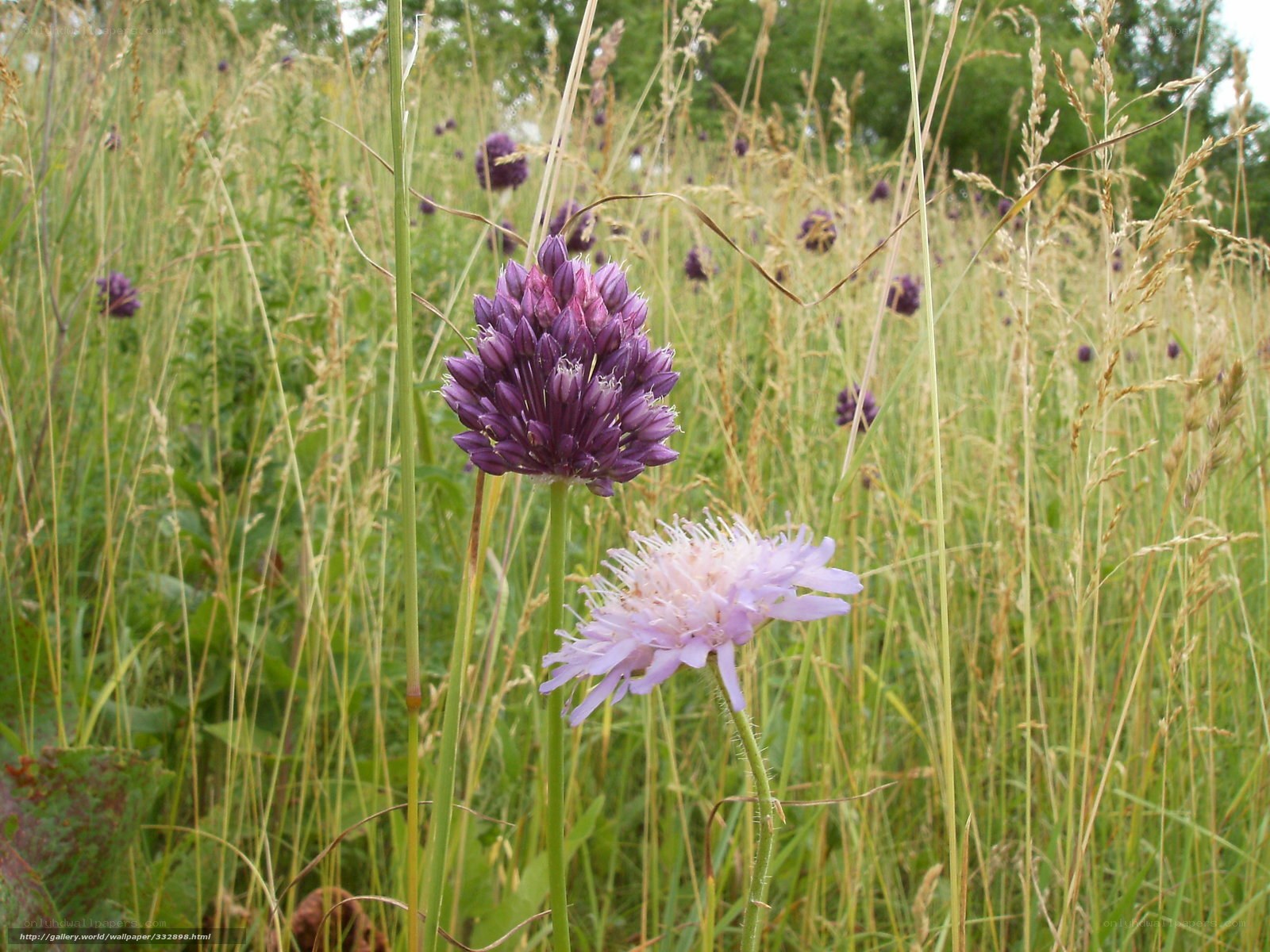 Purple flowers in a meadow