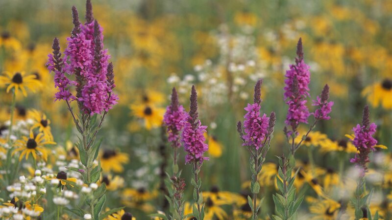 purple flowers in a meadow