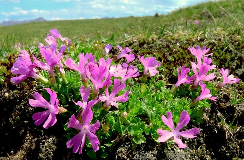 Purple flowers in a meadow